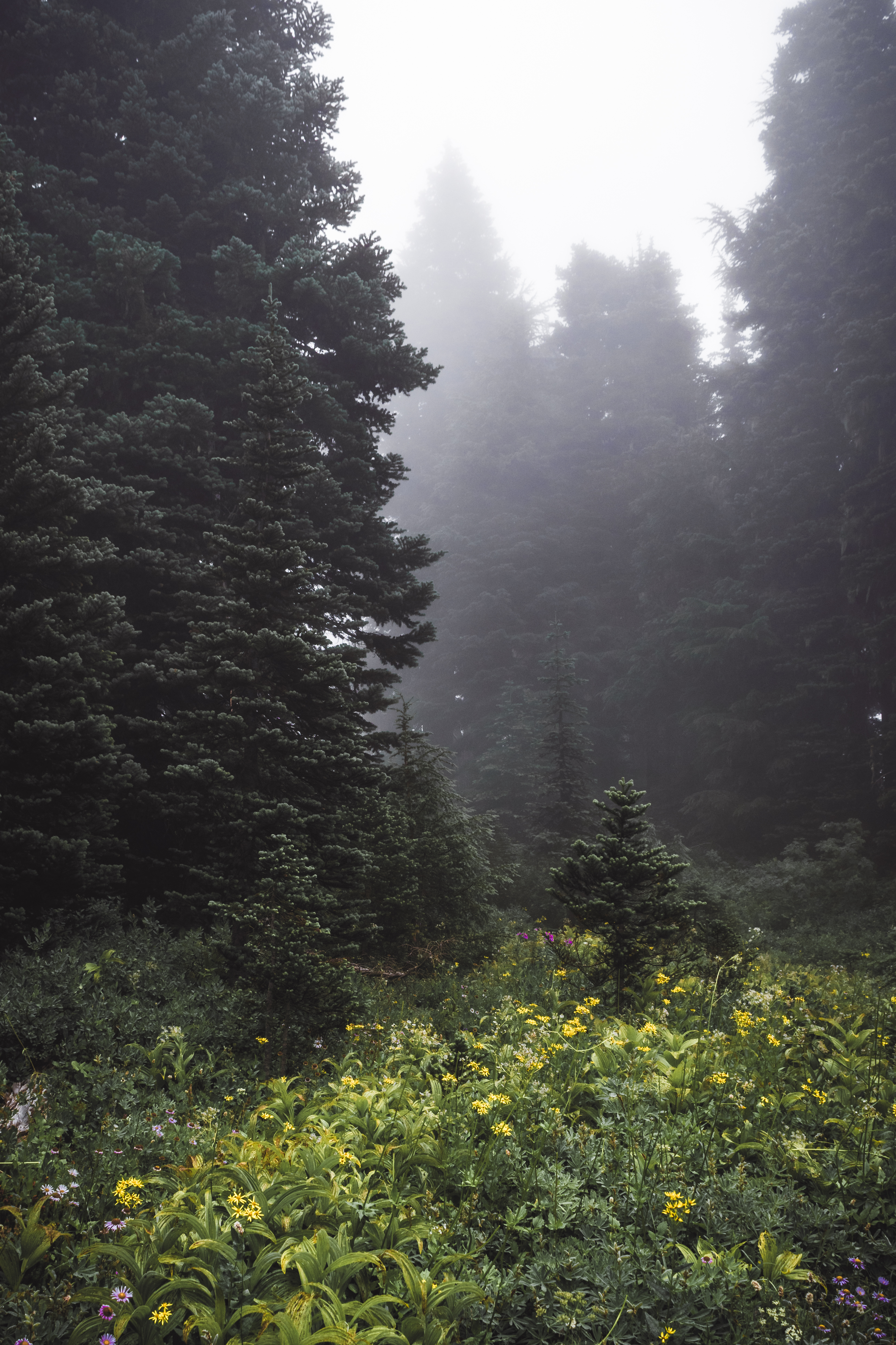 Misty Morning
