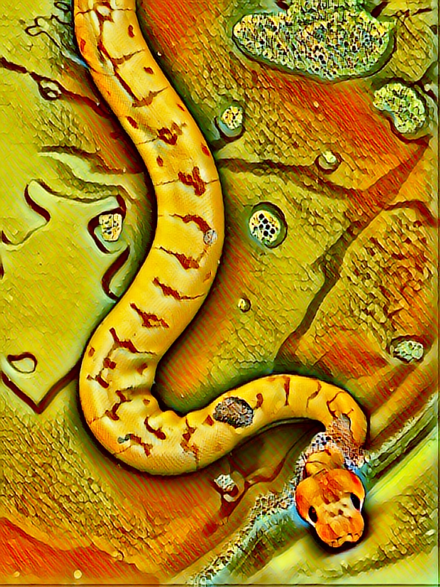 Mango I