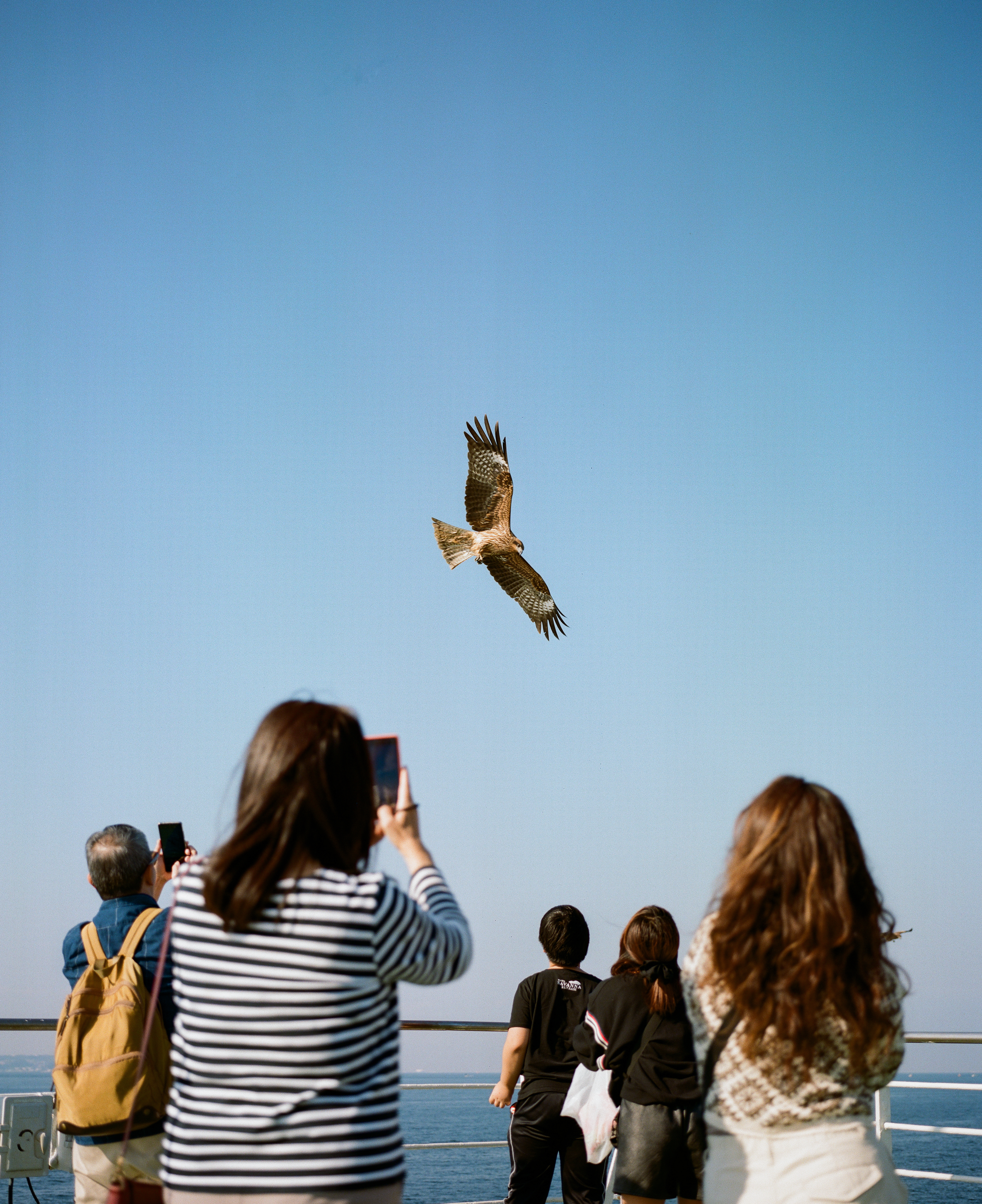 Bird of Prey