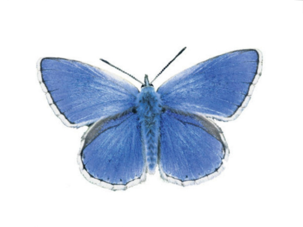 BatonBlue