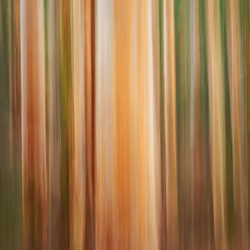 Warmth of the Forest