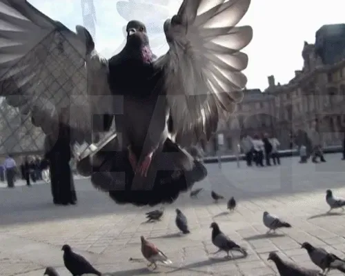Dirty Peace Dove