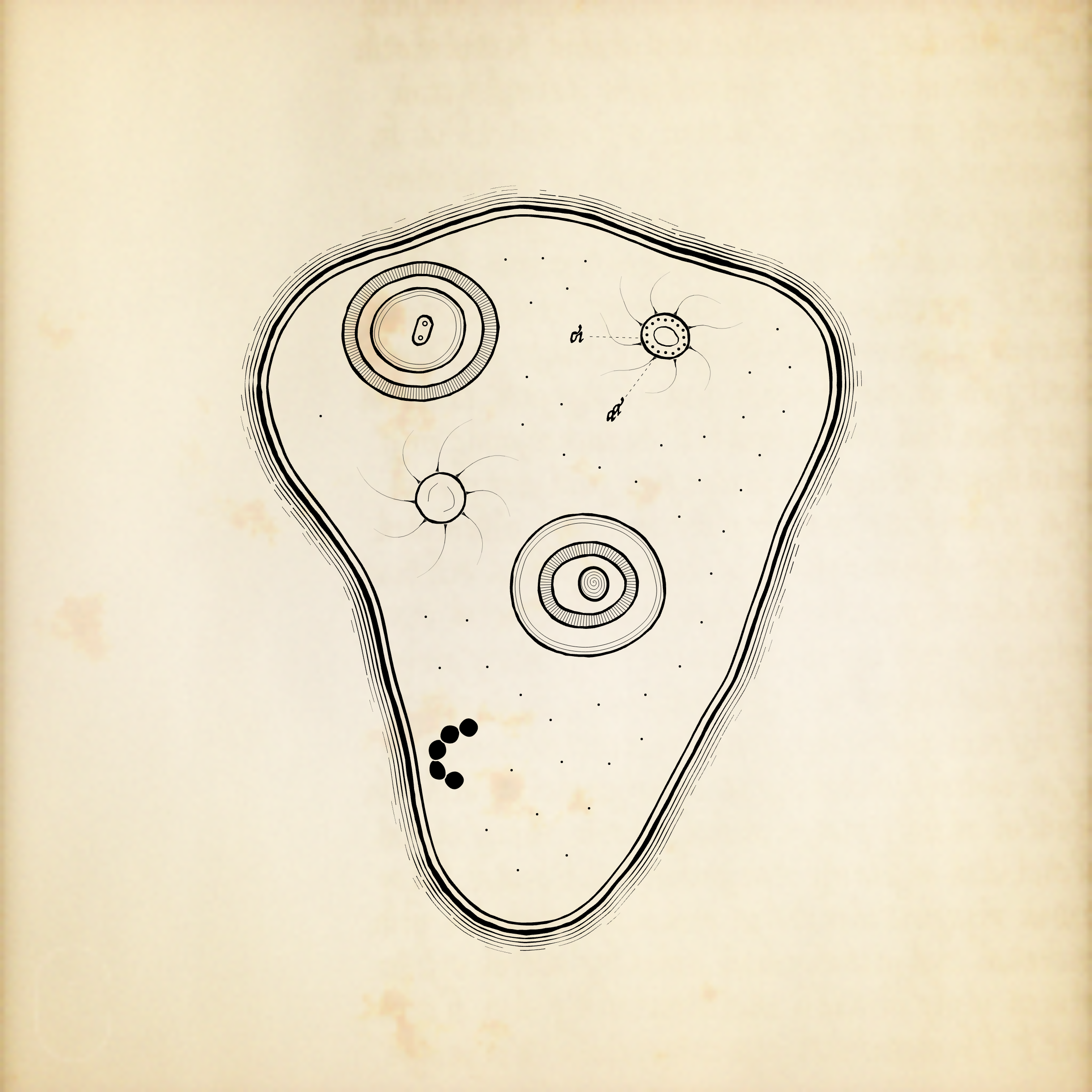 Cytographia #3