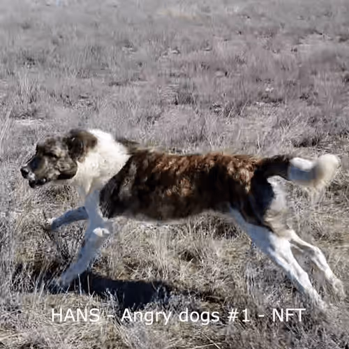 Angry dogs #1
