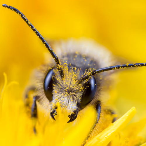 The Buzz of Life