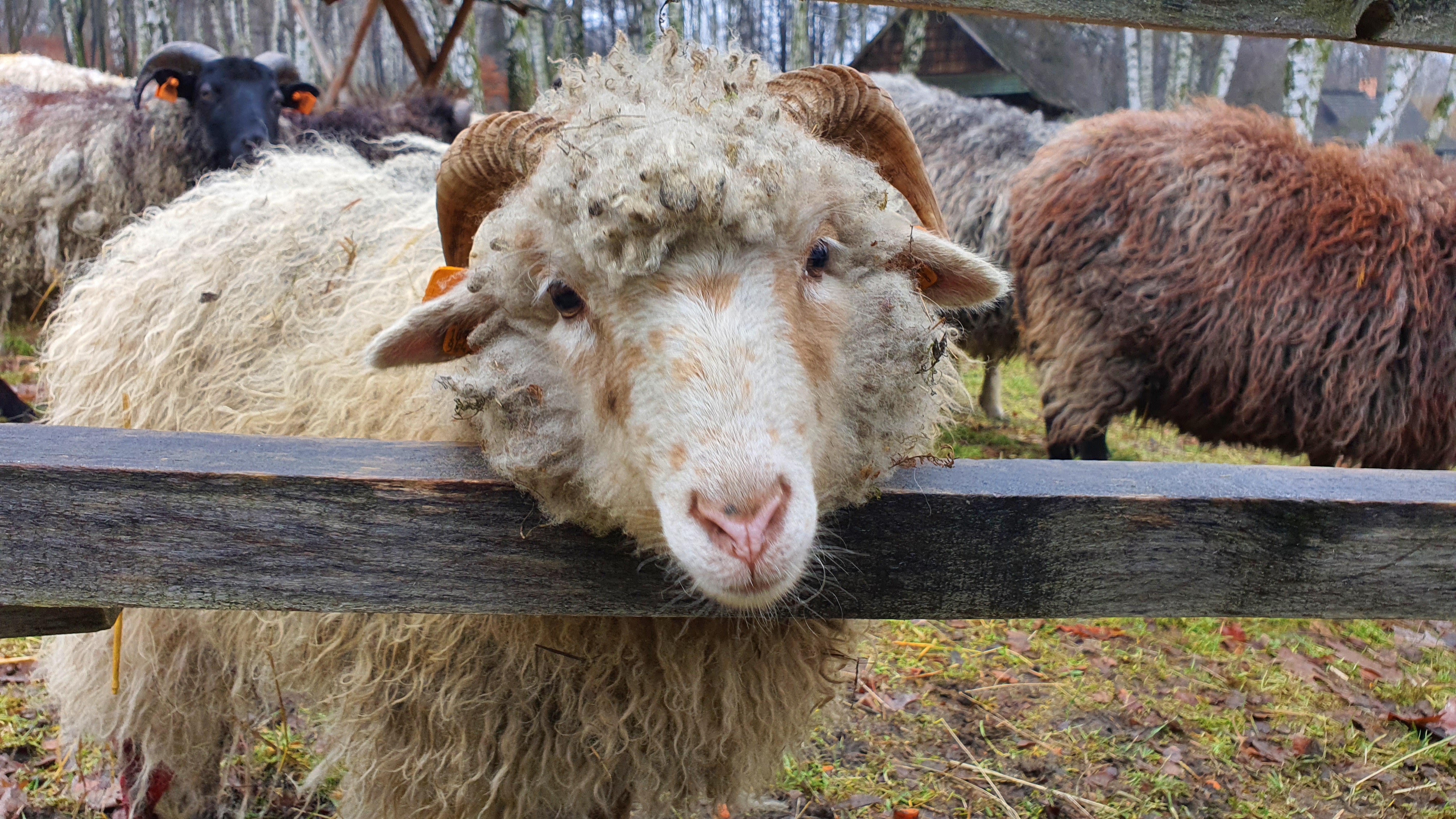 Sheep