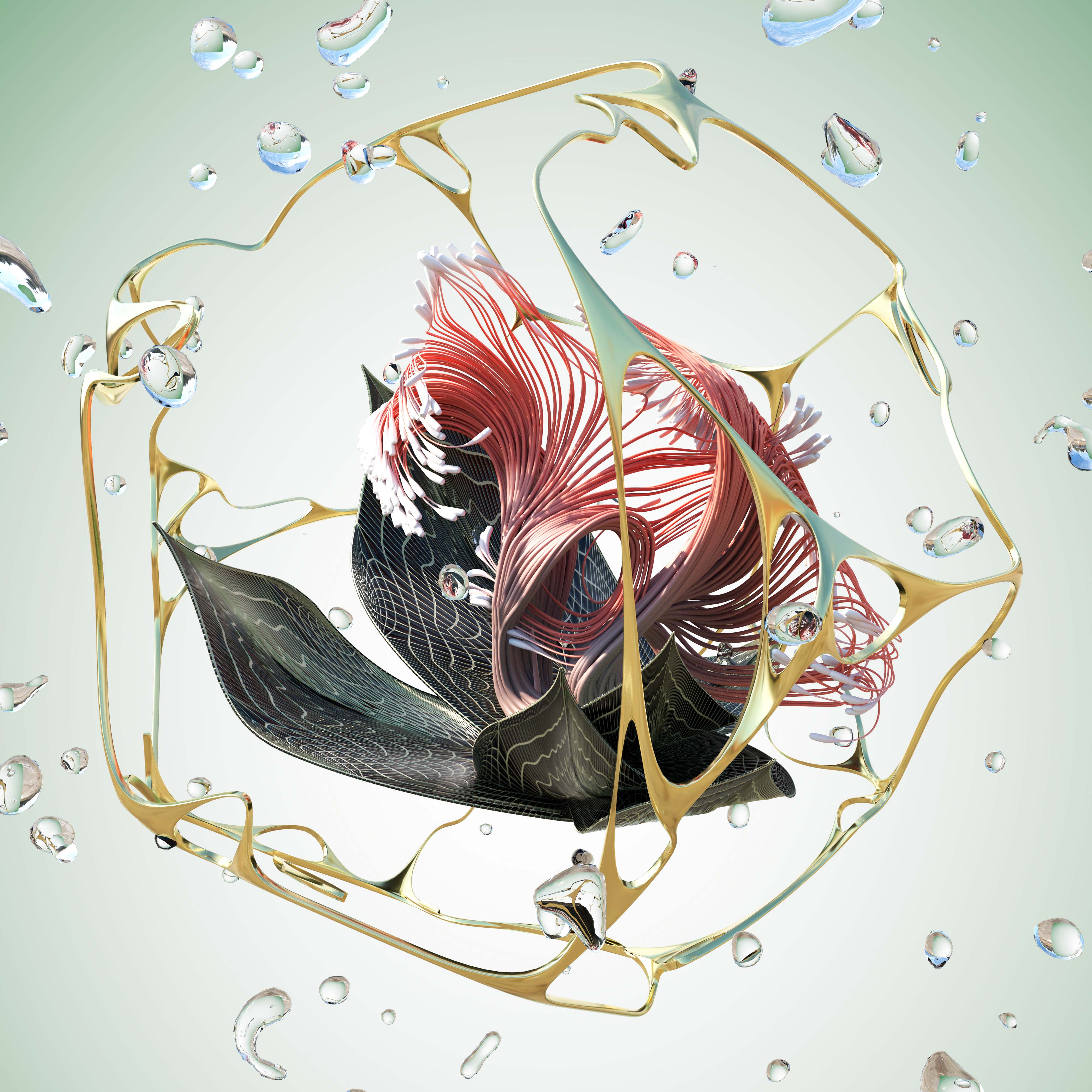 Albizia