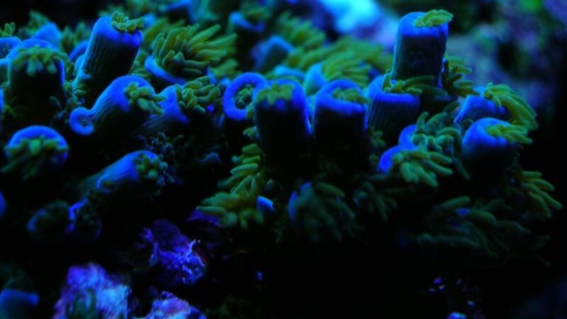 Blue Acropora