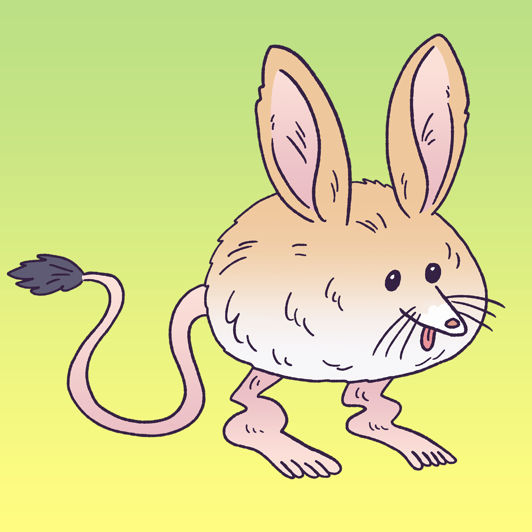 Long Eared Jerboa #1217