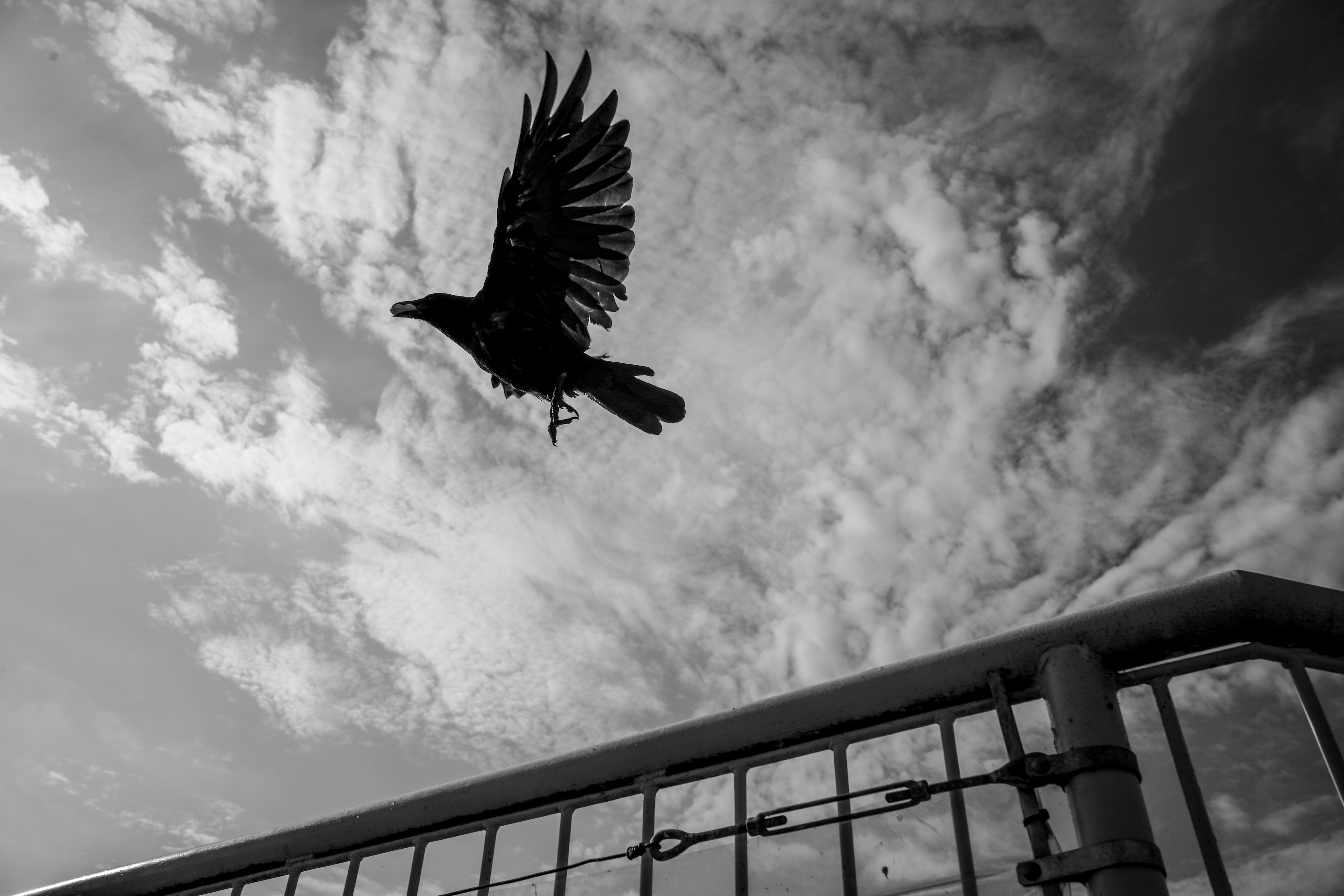 Crow Friends Friends