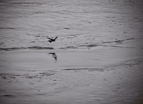 Bird on the Mississippi River 