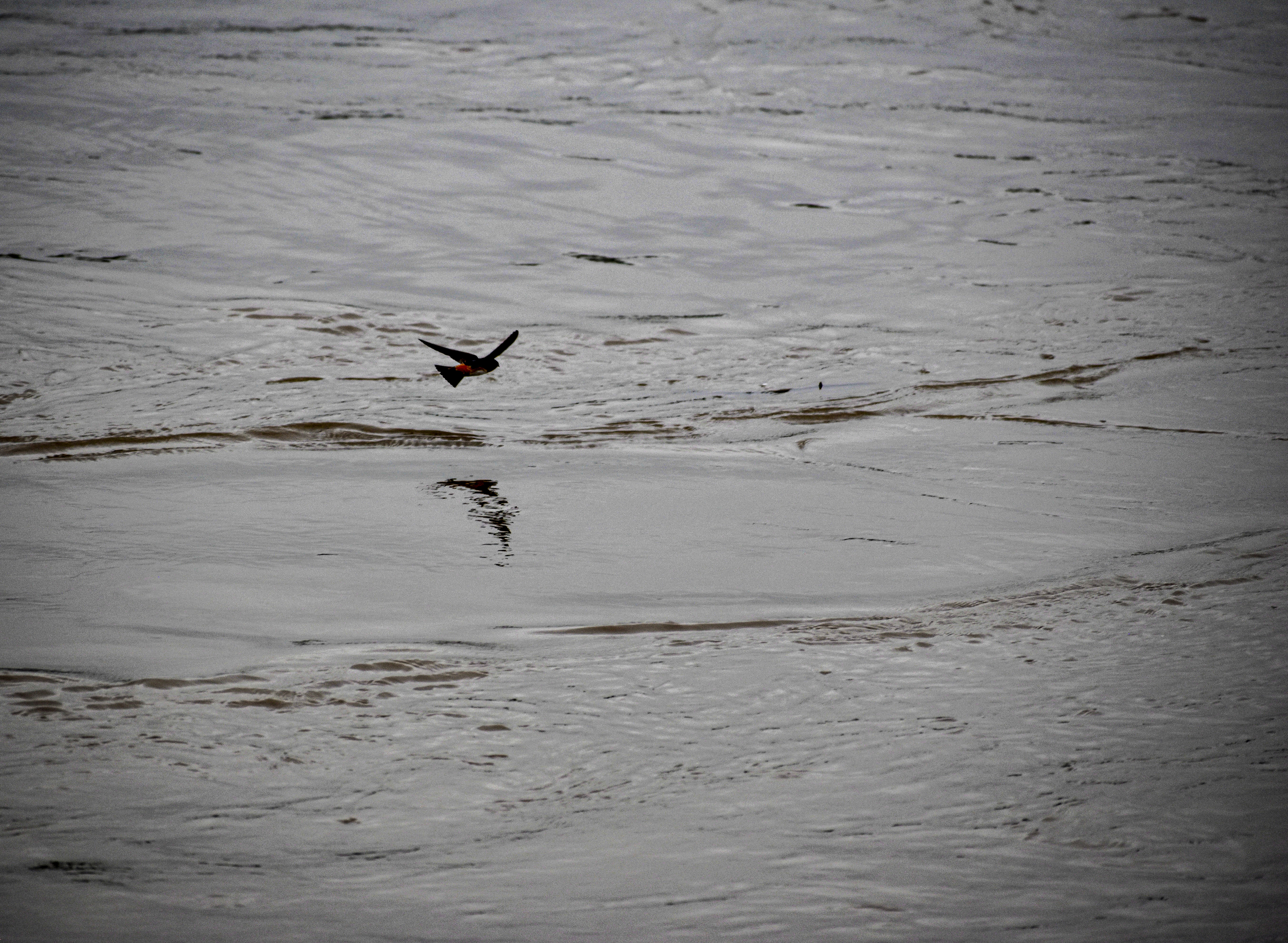 Bird on the Mississippi River 