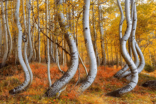 Twisted Sisters | Aaron Reed Photography