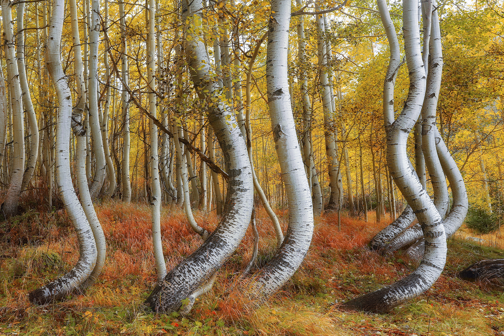 Twisted Sisters | Aaron Reed Photography