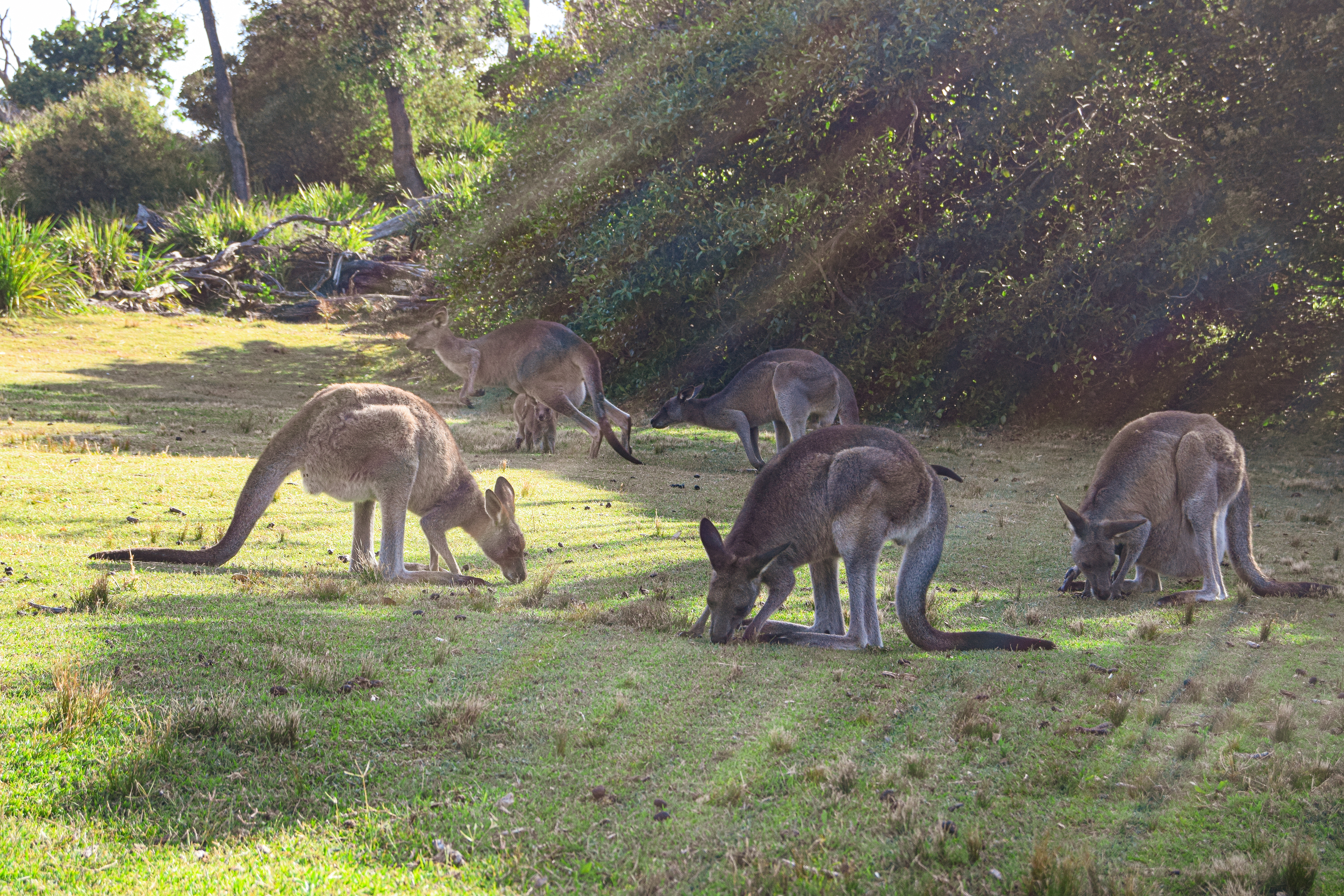 Wild Australia #13