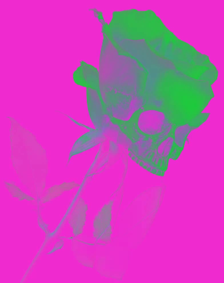 Mon Amie La Rose - Fuchsia