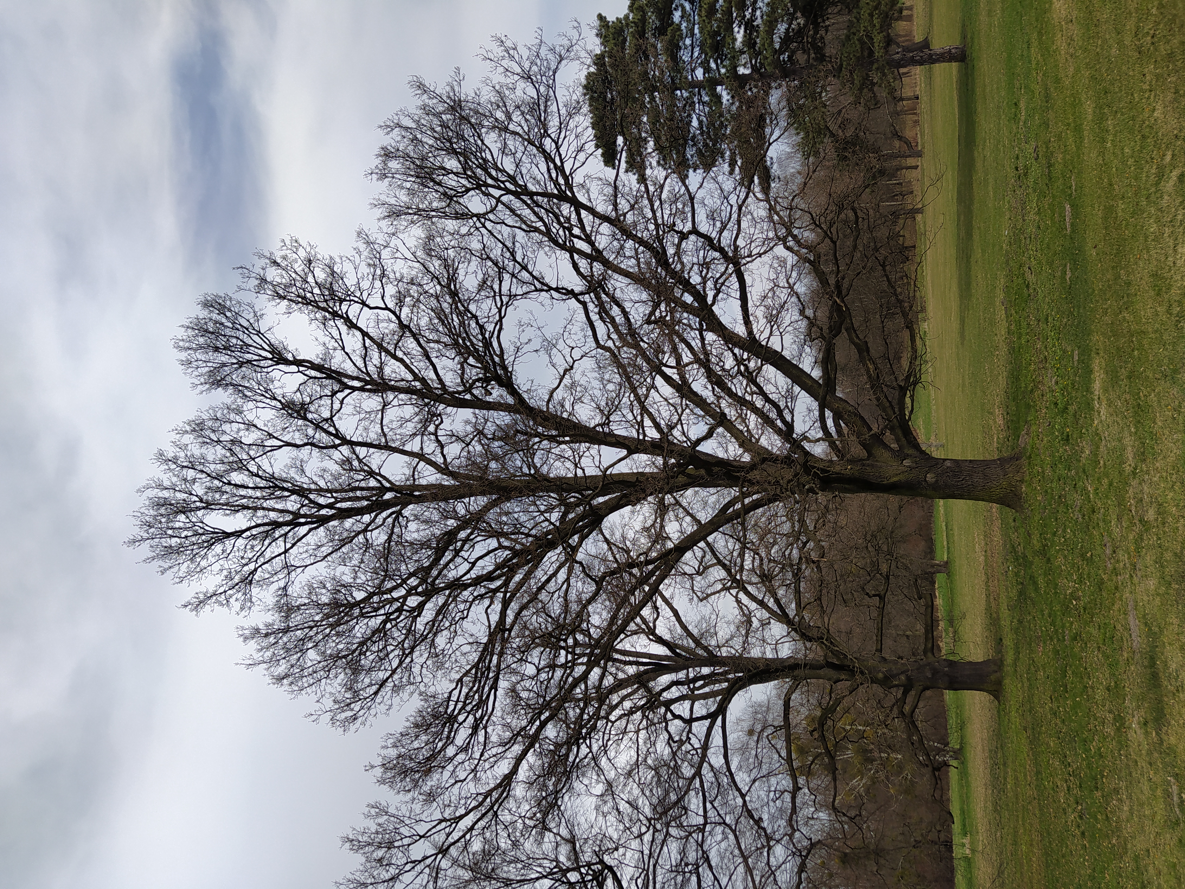 tree