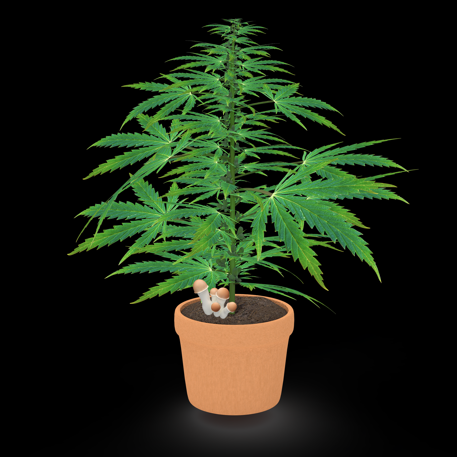 ∆FLORA #576