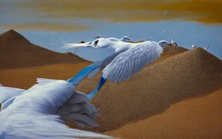 Mechanical Dream Of Flight