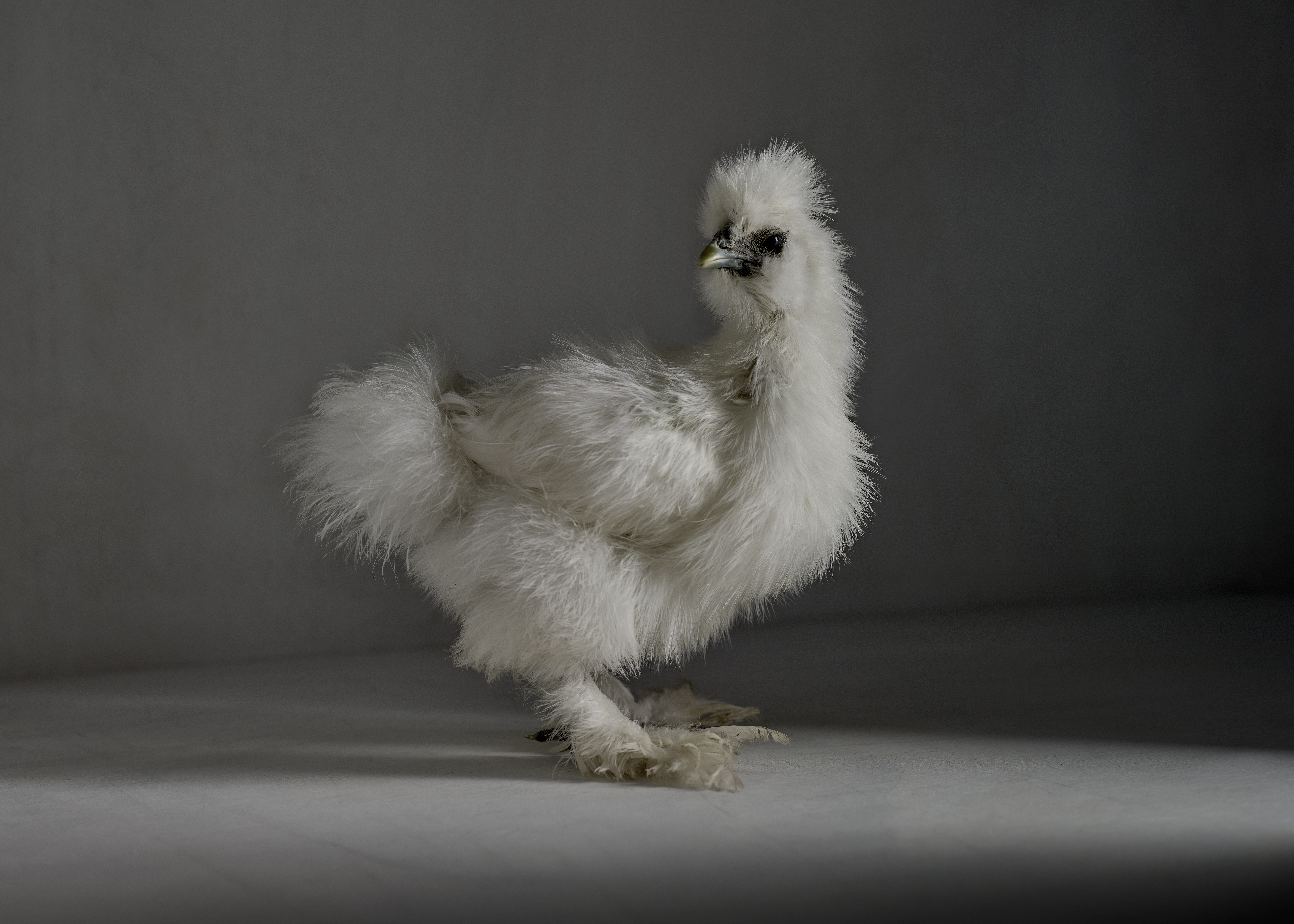 The Chick 11