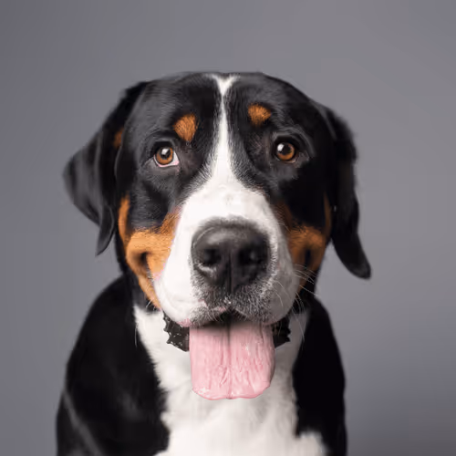 Greater Swiss Mountain Dog #DA244