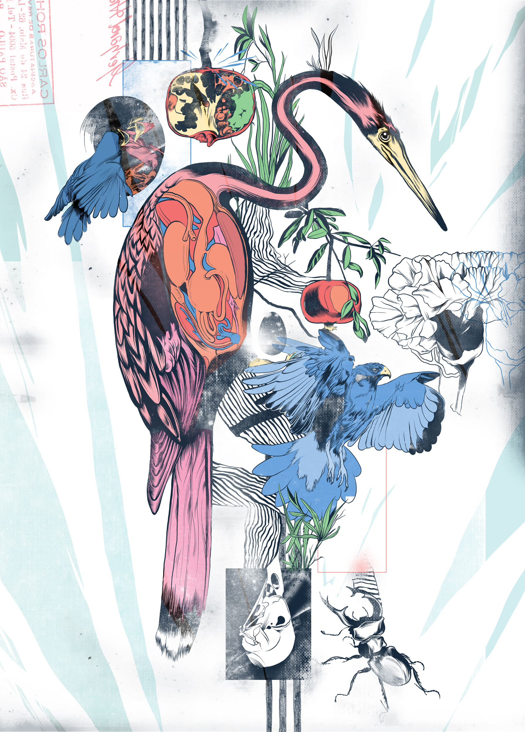 Birds