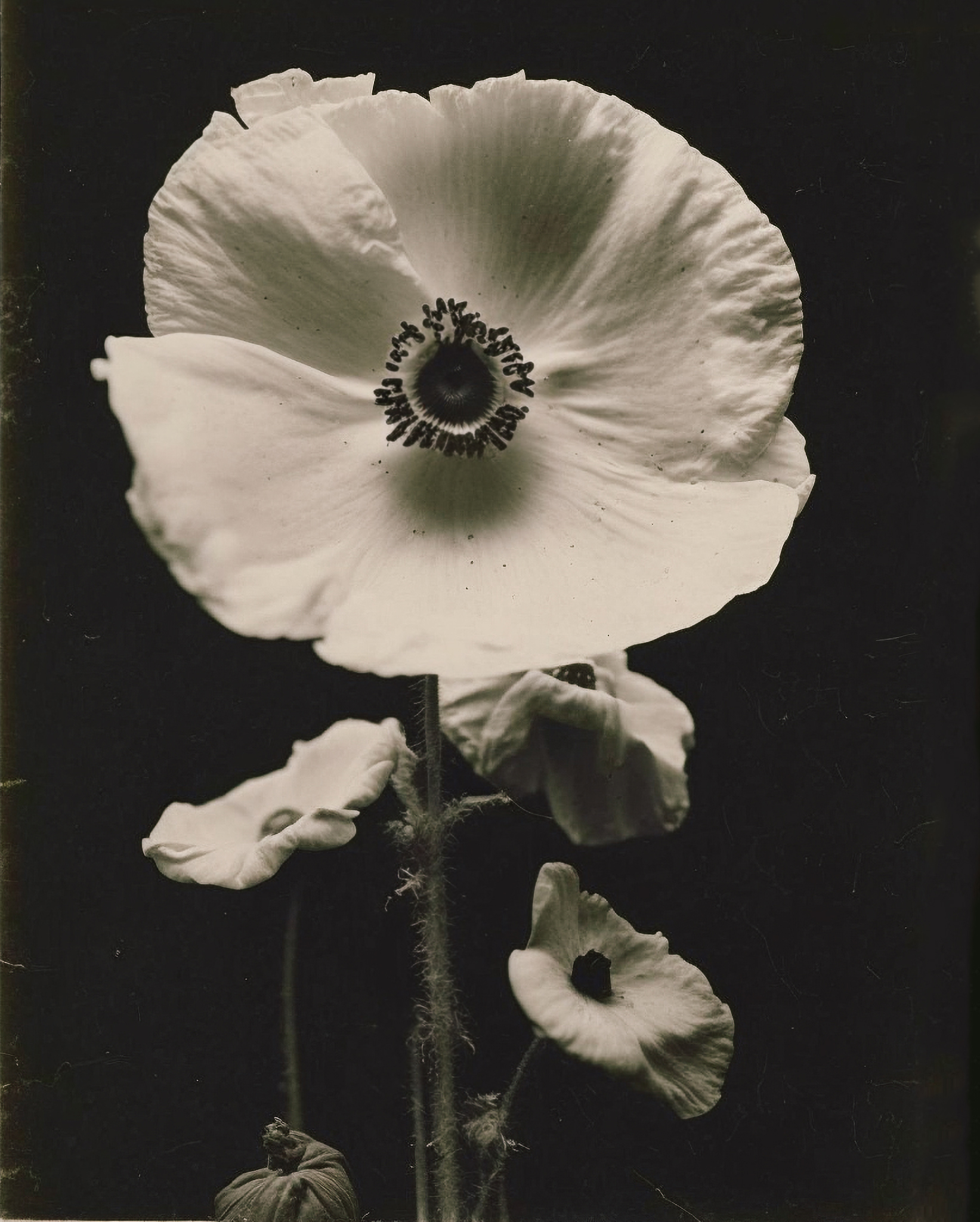 Bergonia, Albumen Print, 1898