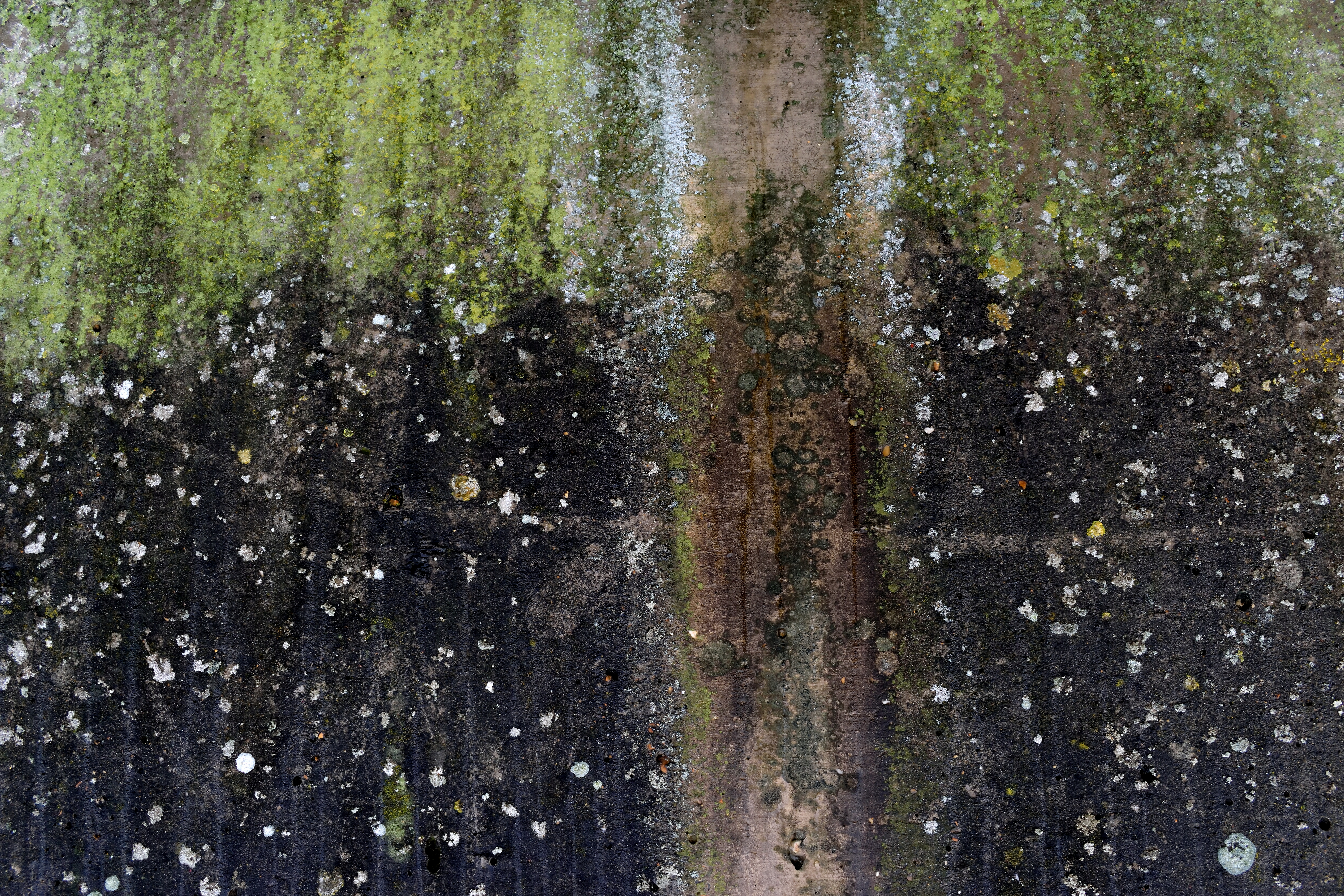 Firefly Forest