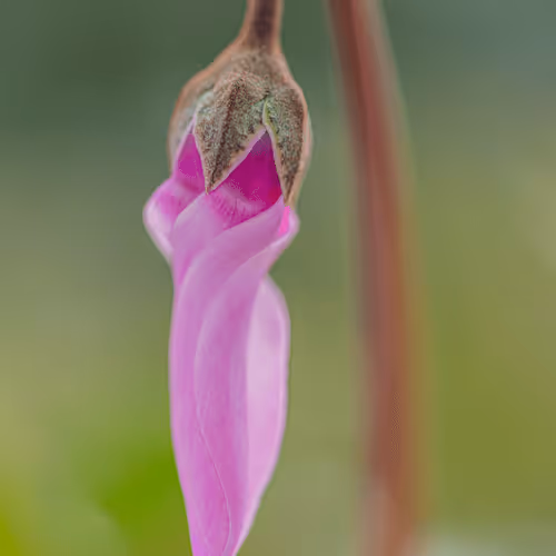 Artistic Cyclamen #1