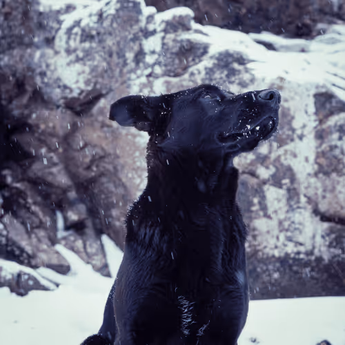 A Dog's Life #10