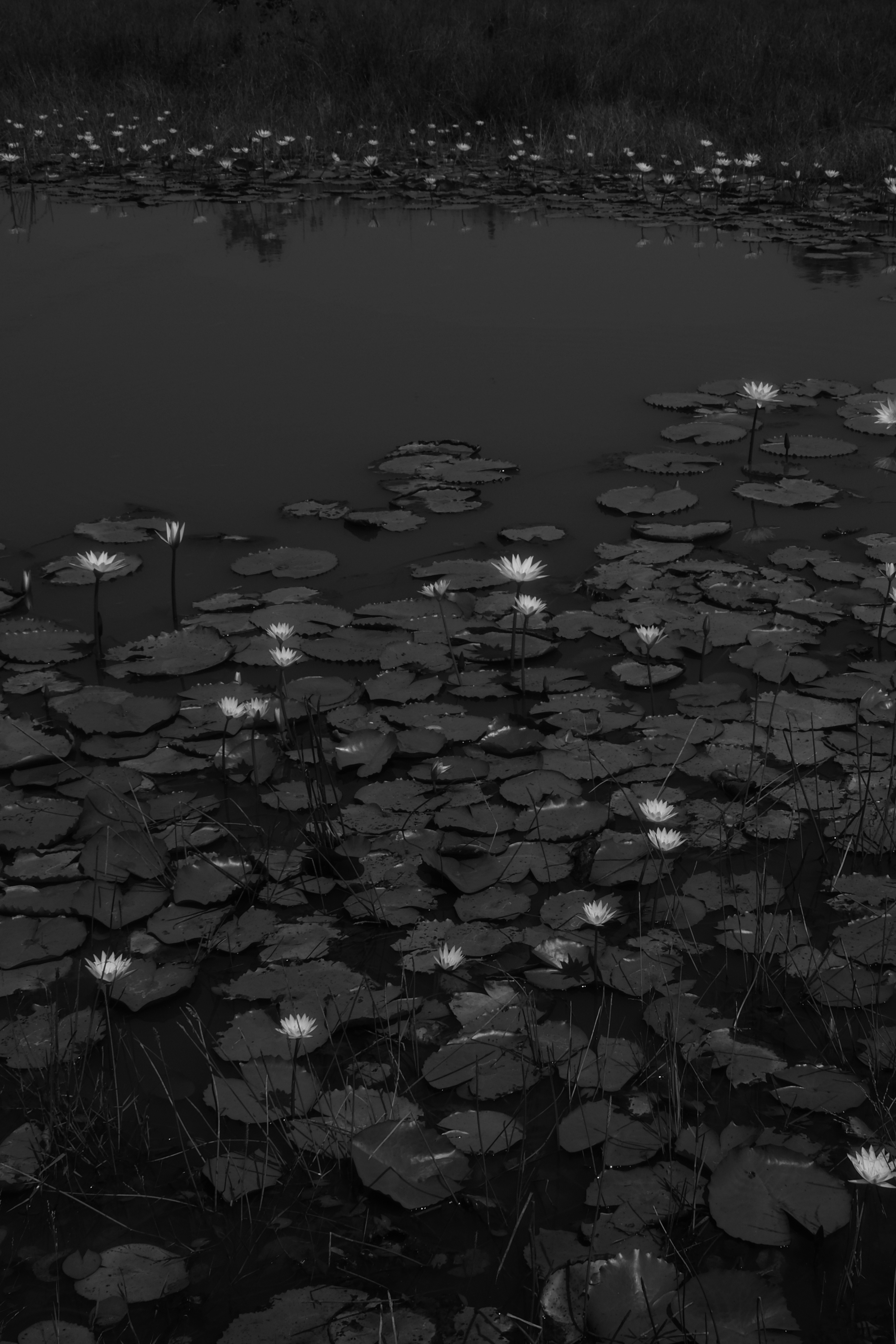 Lilies that Glow
