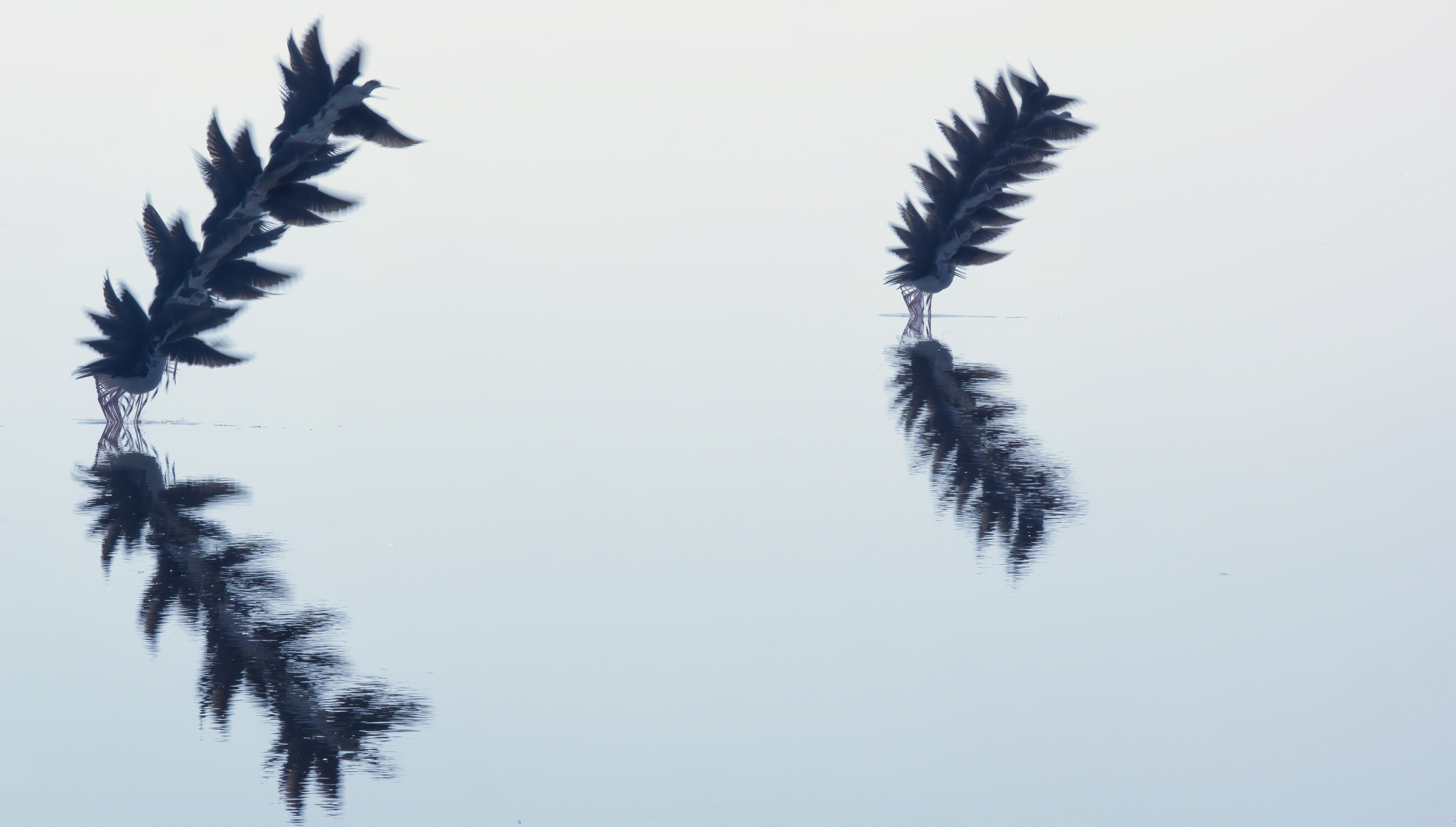 Ornithography #113