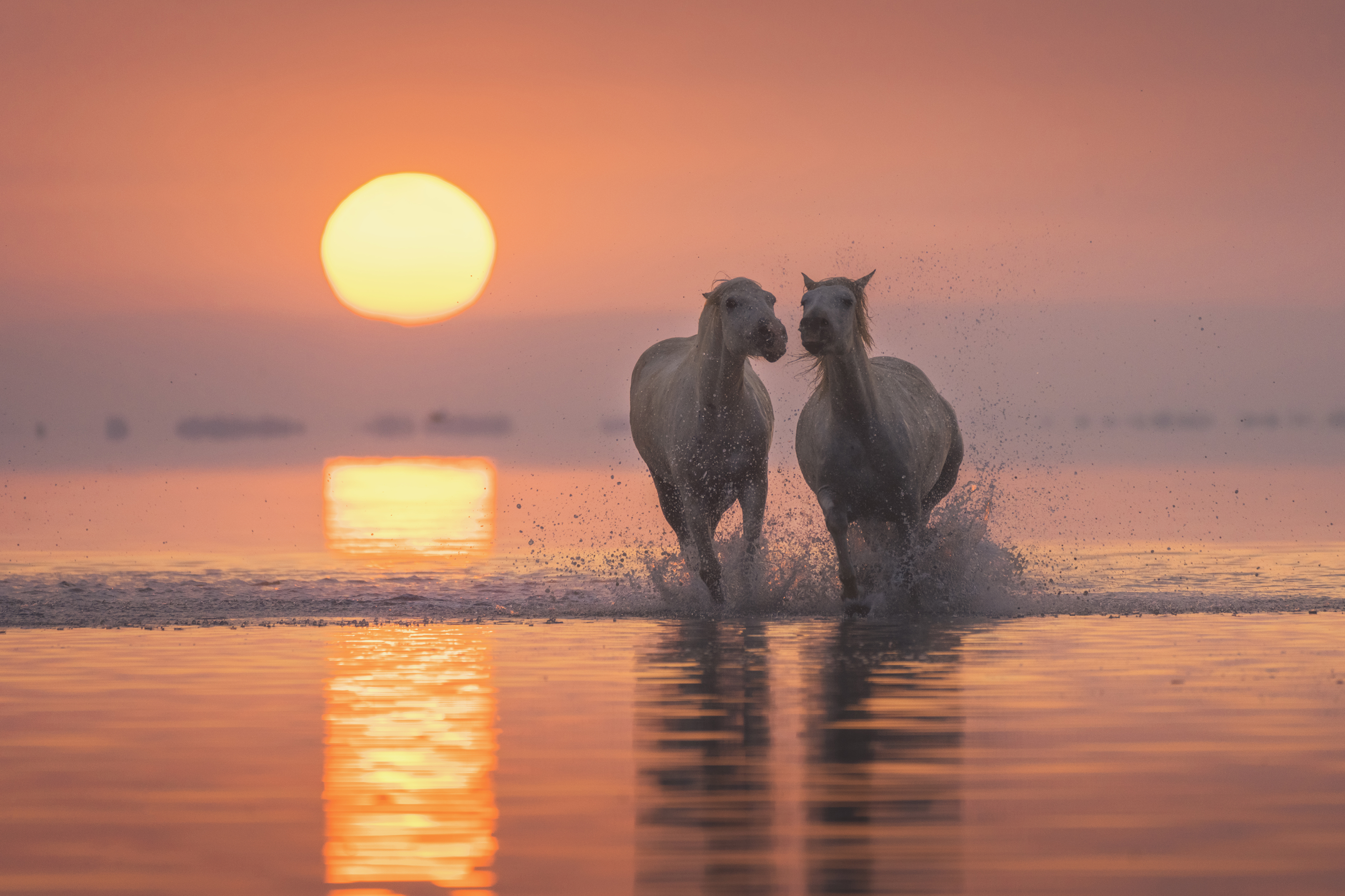 White Angels of Camargue #9