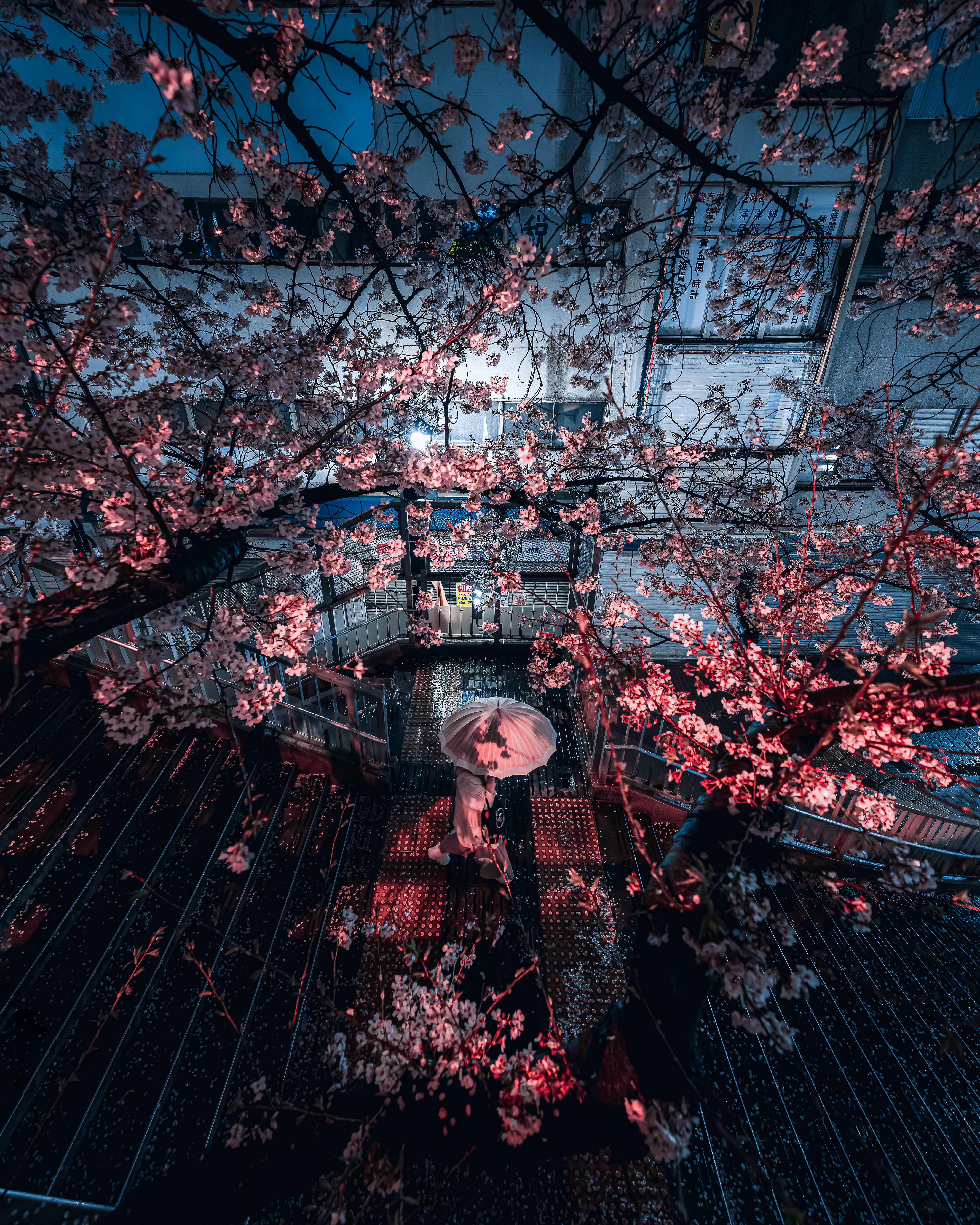 Sakura Frame