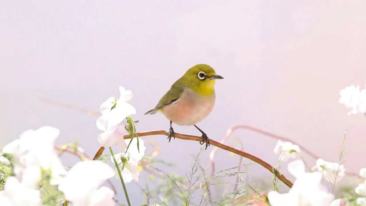 Peachy, A Place Between