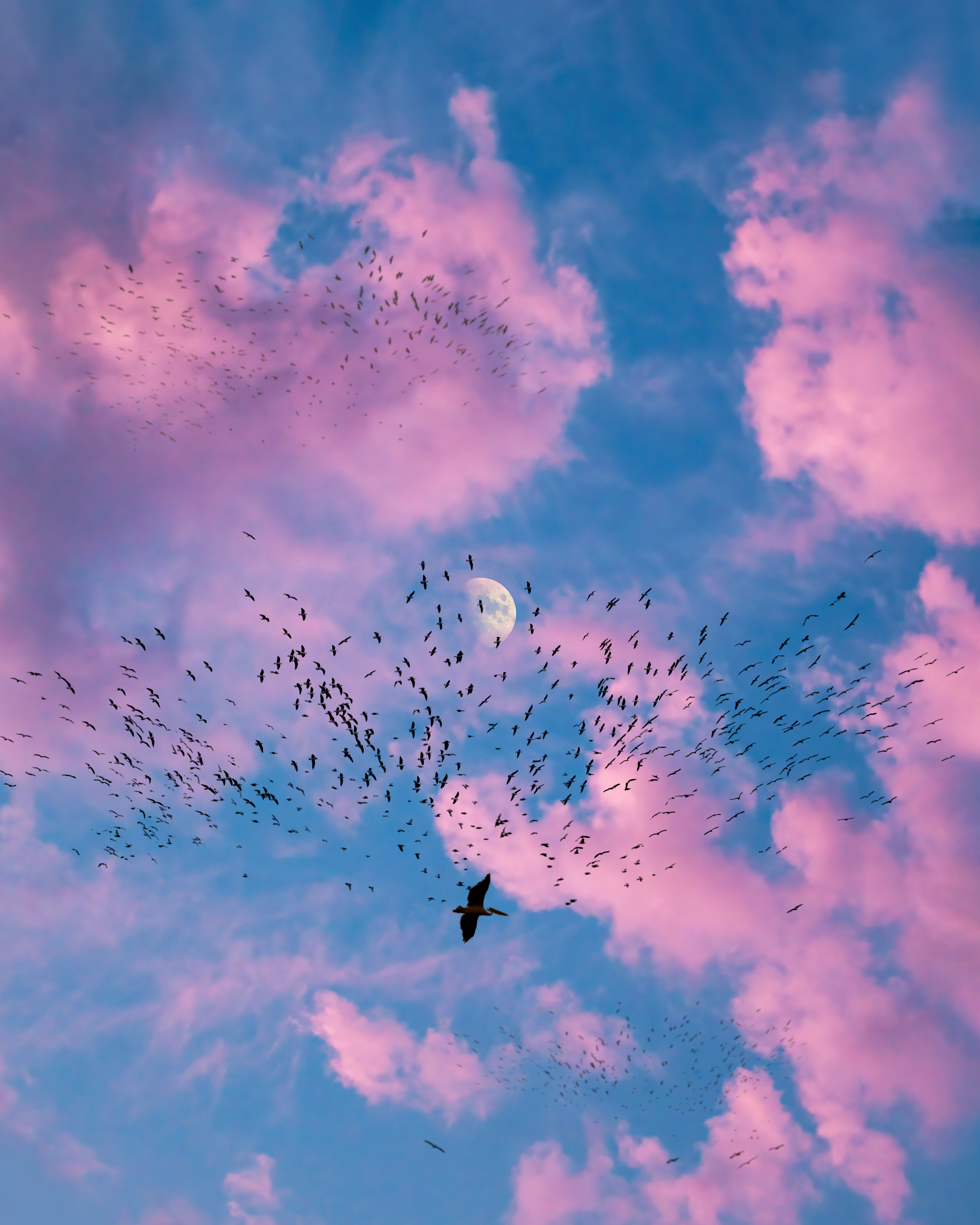 Flock of Us #17