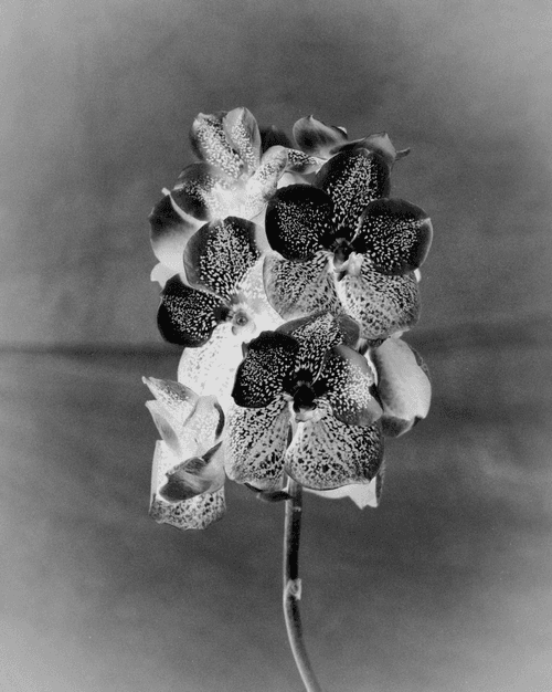 Anthos #46 - Vanda Orchid 