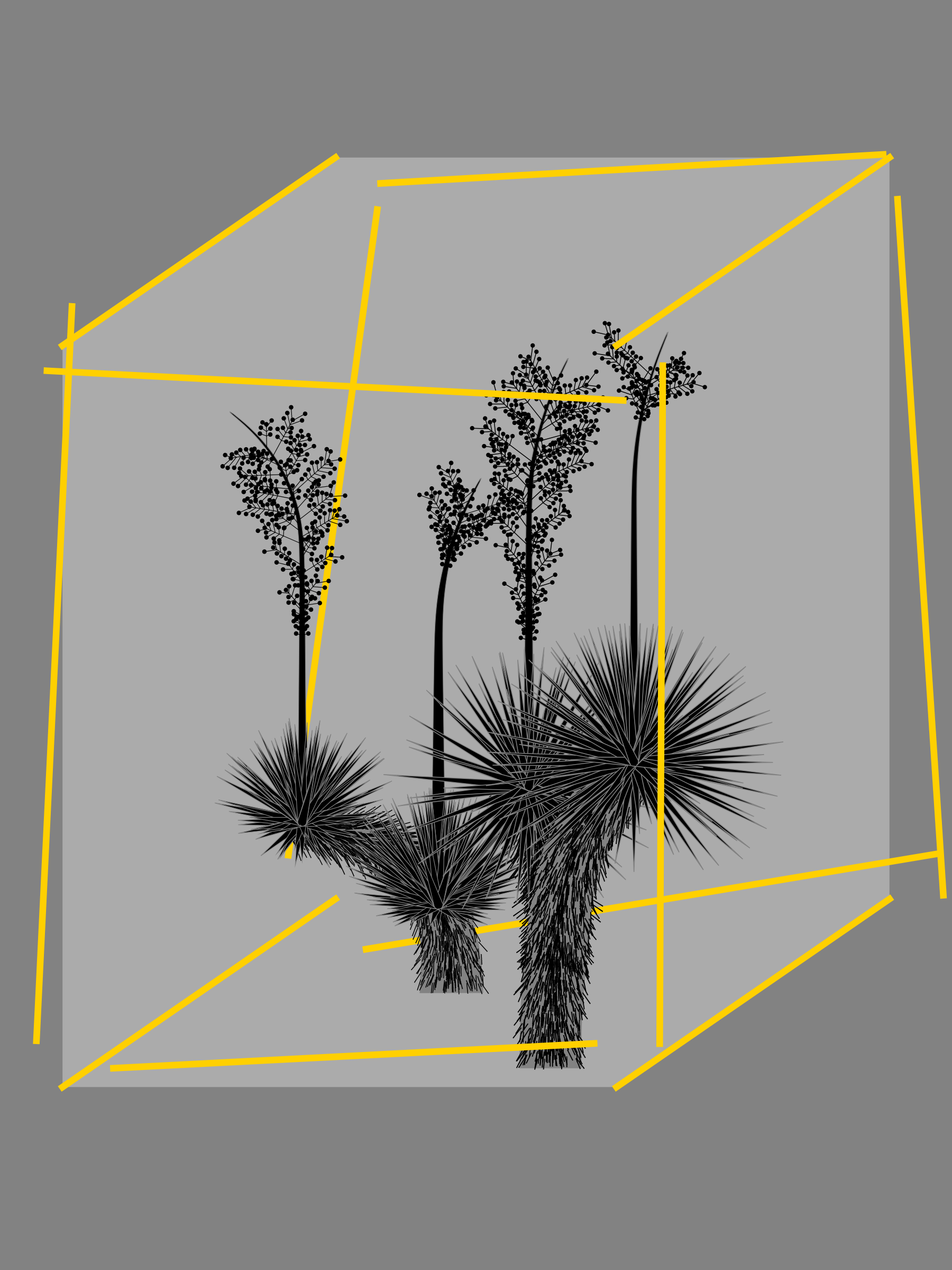 Marfa Yucca #0