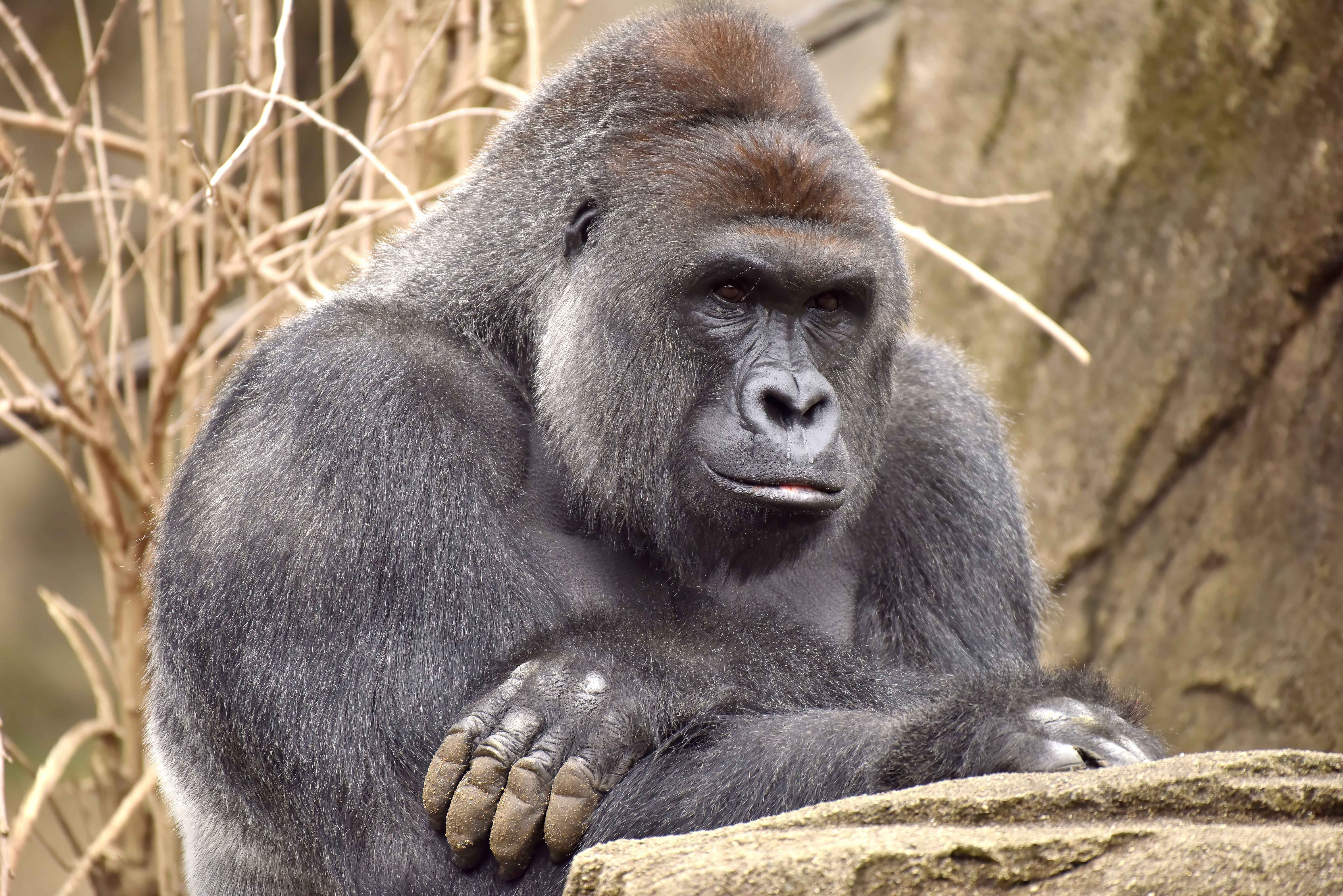 HARAMBE: LEGENDS #203