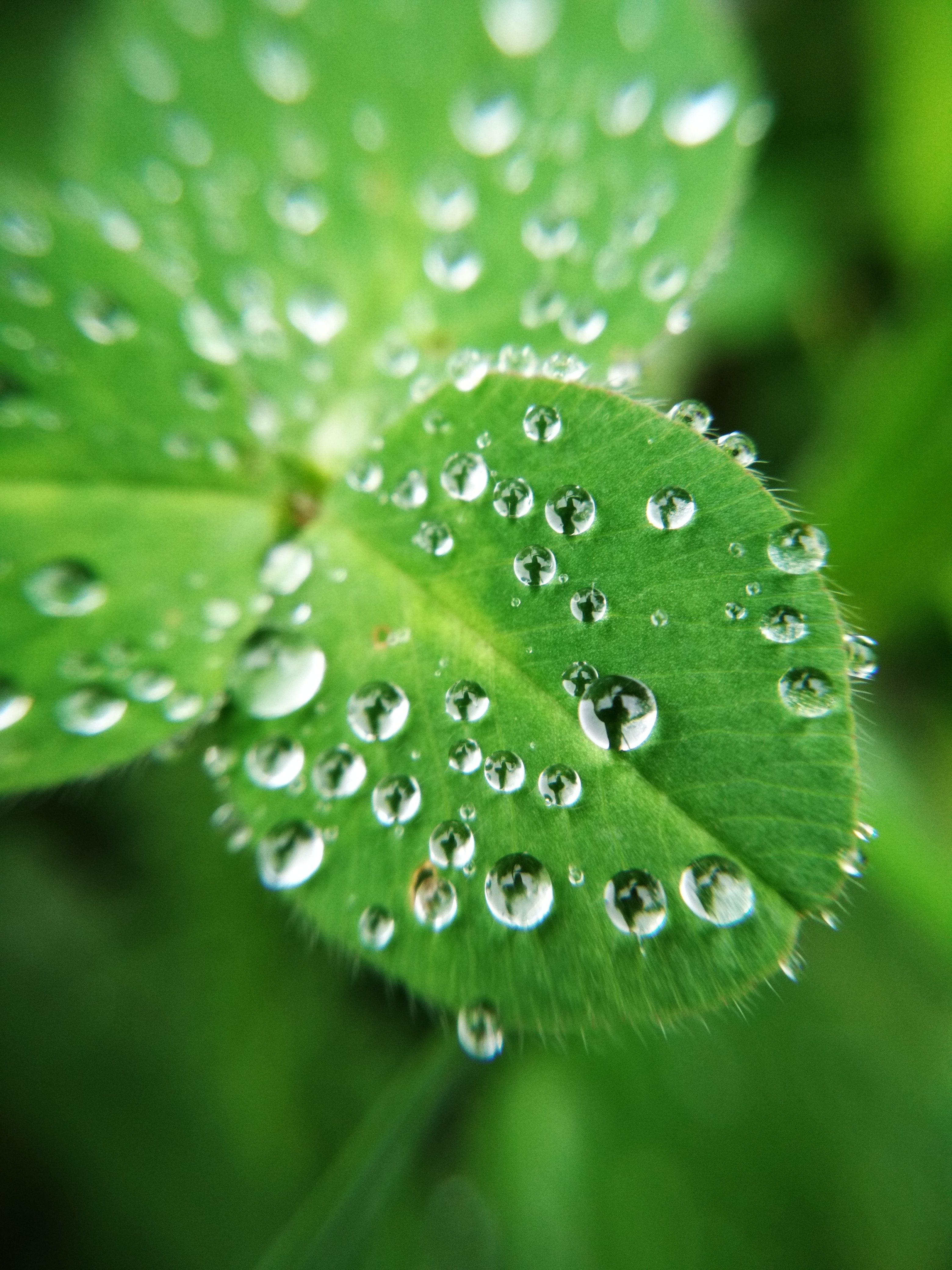 Drops on leaves