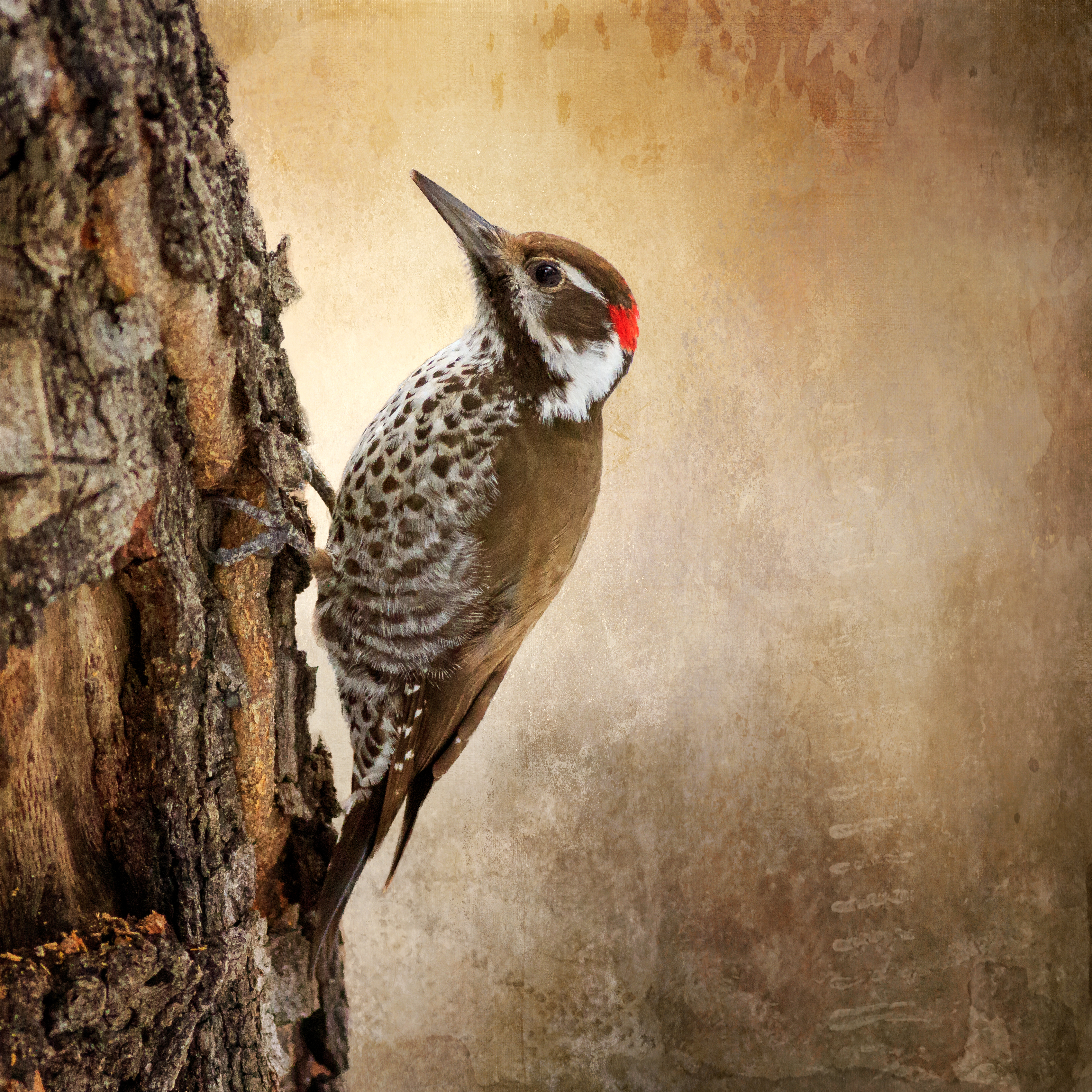 Quiet Drummer - Wildlife Journeys Collection