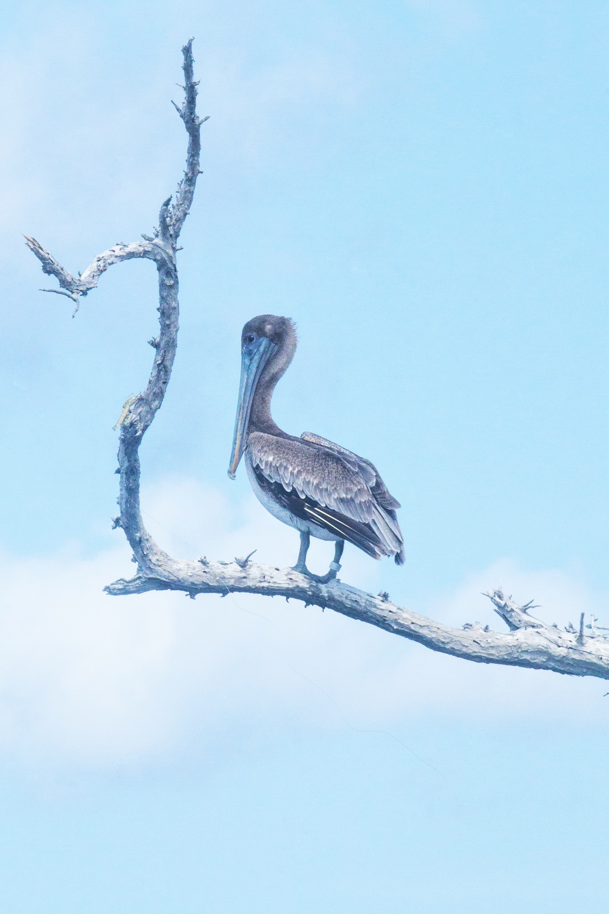 Brown Pelican at Cayo Costa