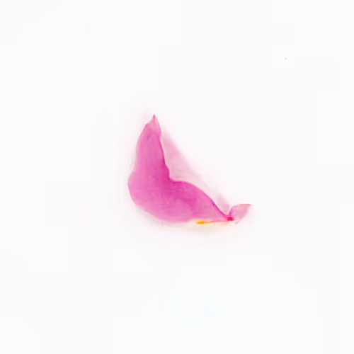 Infinite Petals 1x1#122