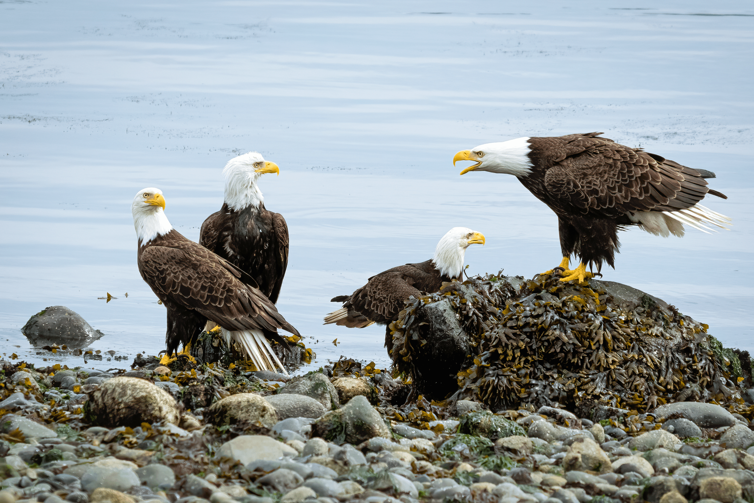 Bald Eagle #4