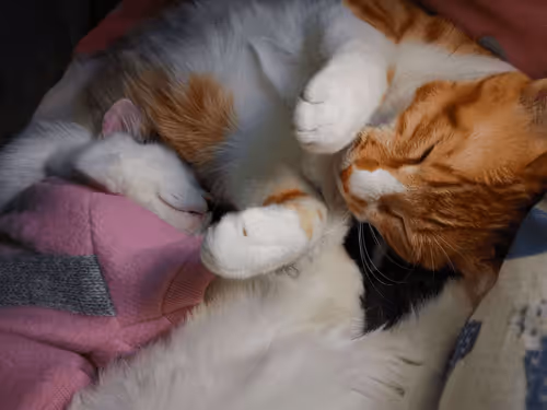 lovelycat