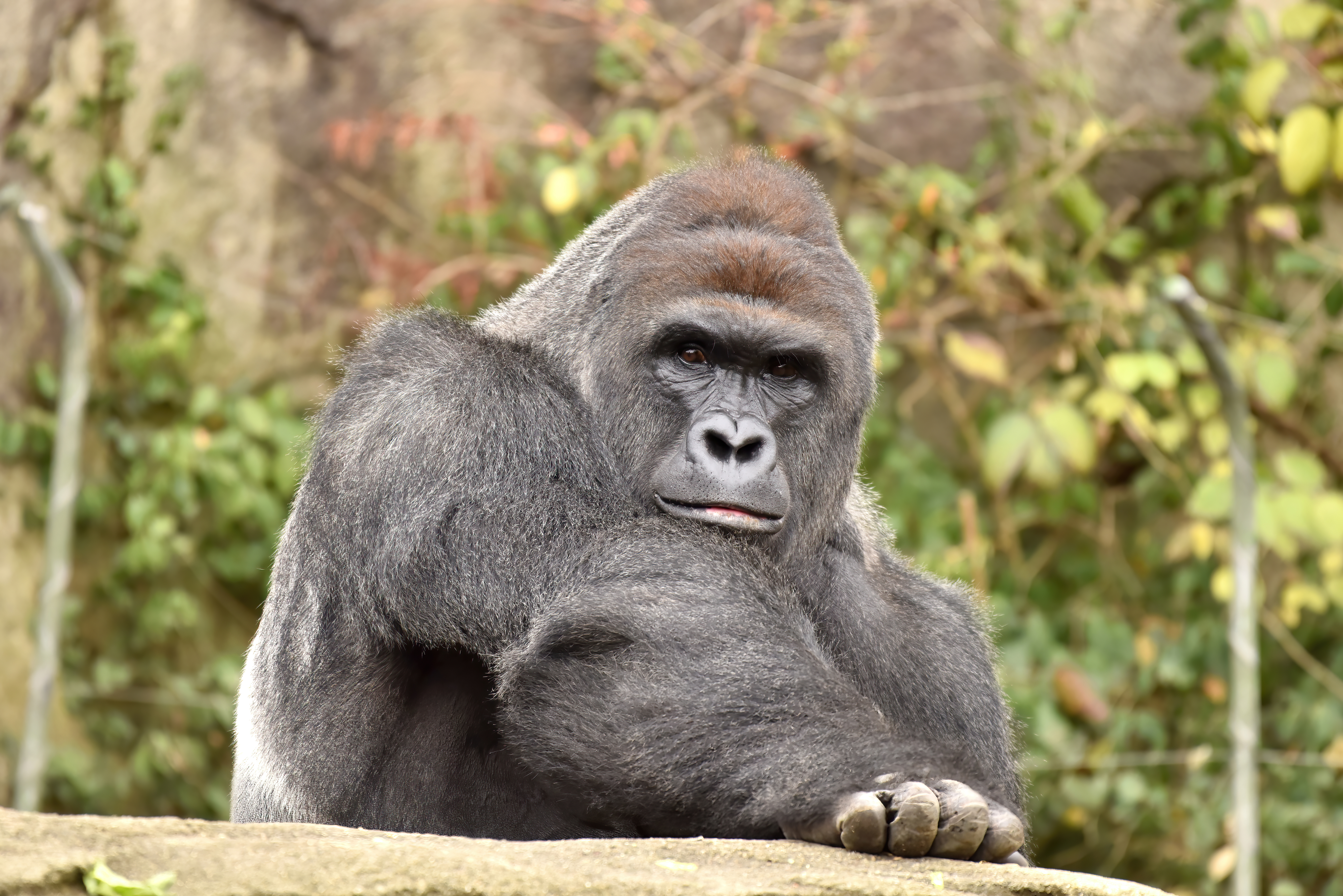 HARAMBE: LEGENDS #82