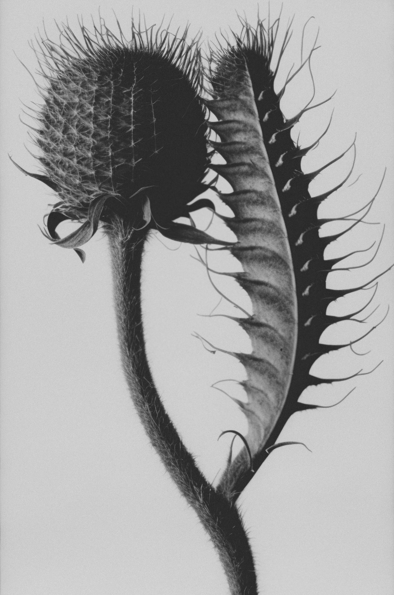 Teasel 01, Photogravure, 1928