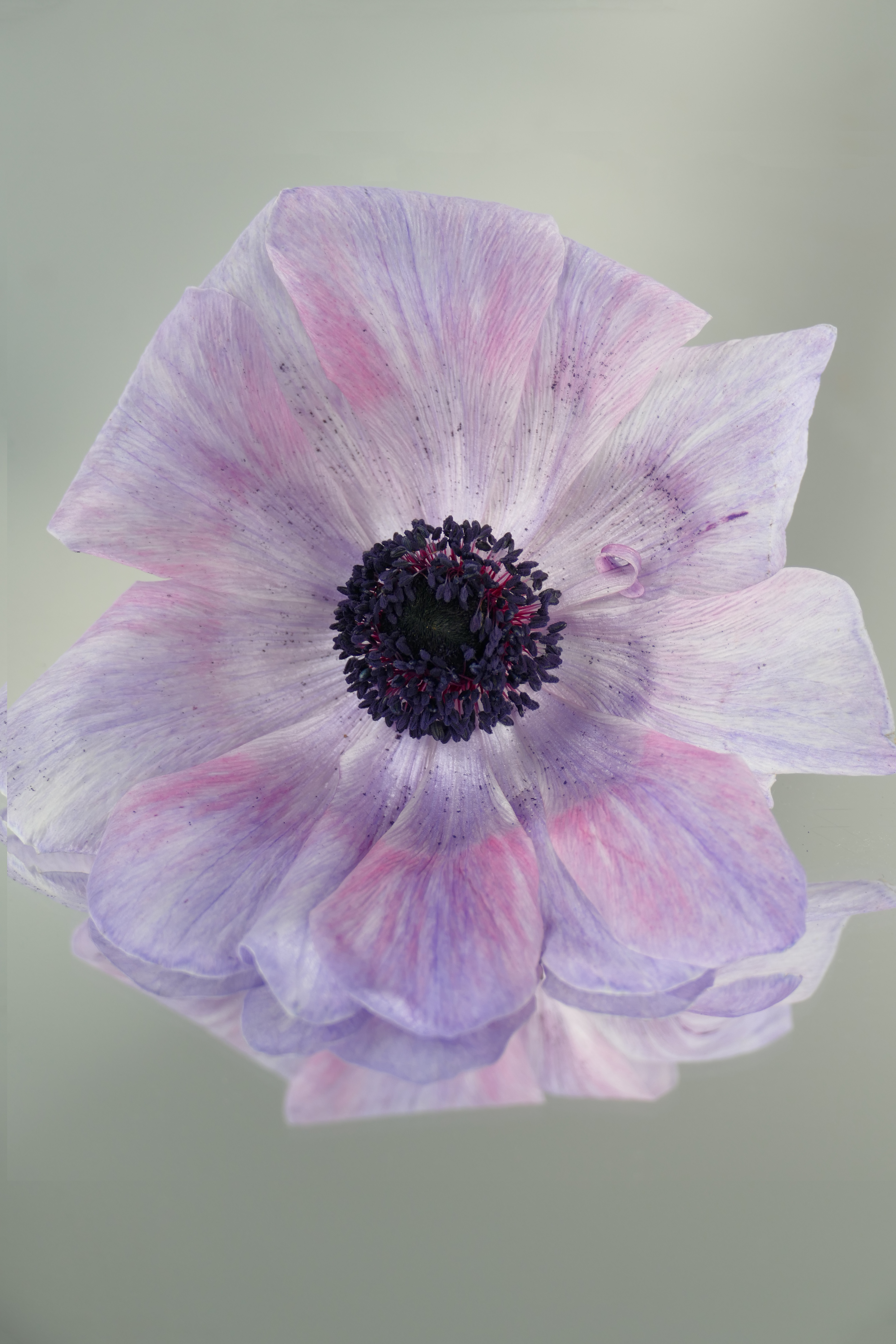 Floriography.2