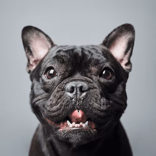 French Bulldog #DA165