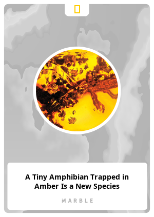 A Tiny Amphibian Trapped in Amber Is a New Species
